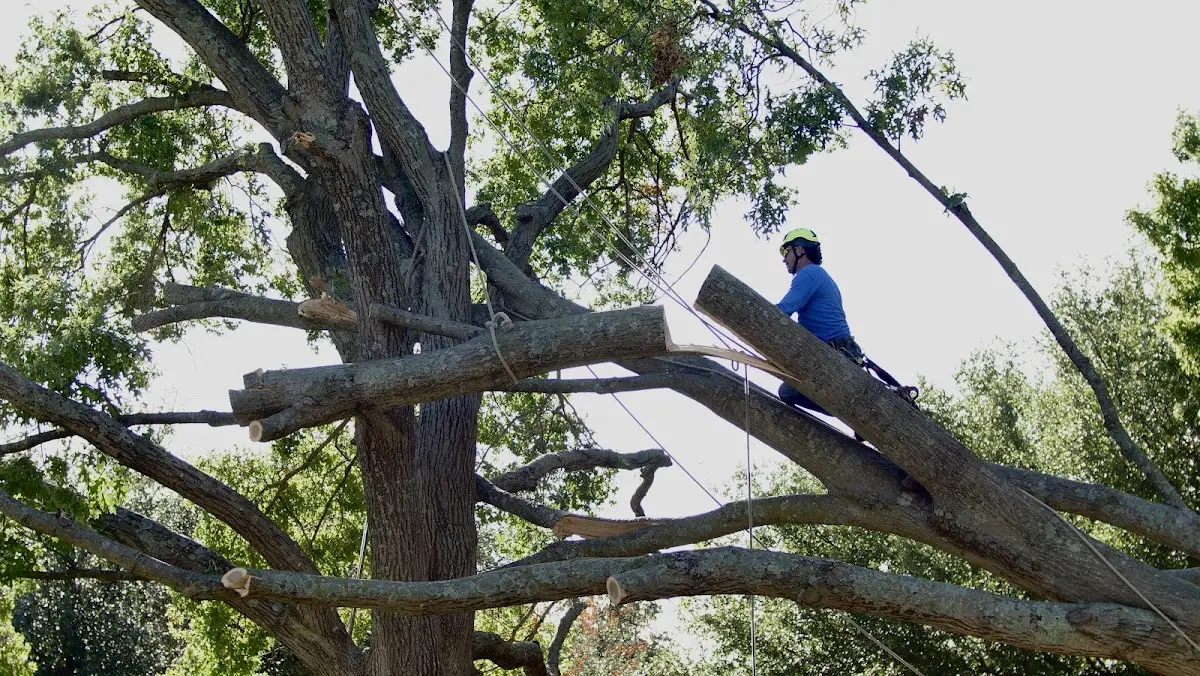 Professional Crown Thinning performed by certified arborists in Sheppton