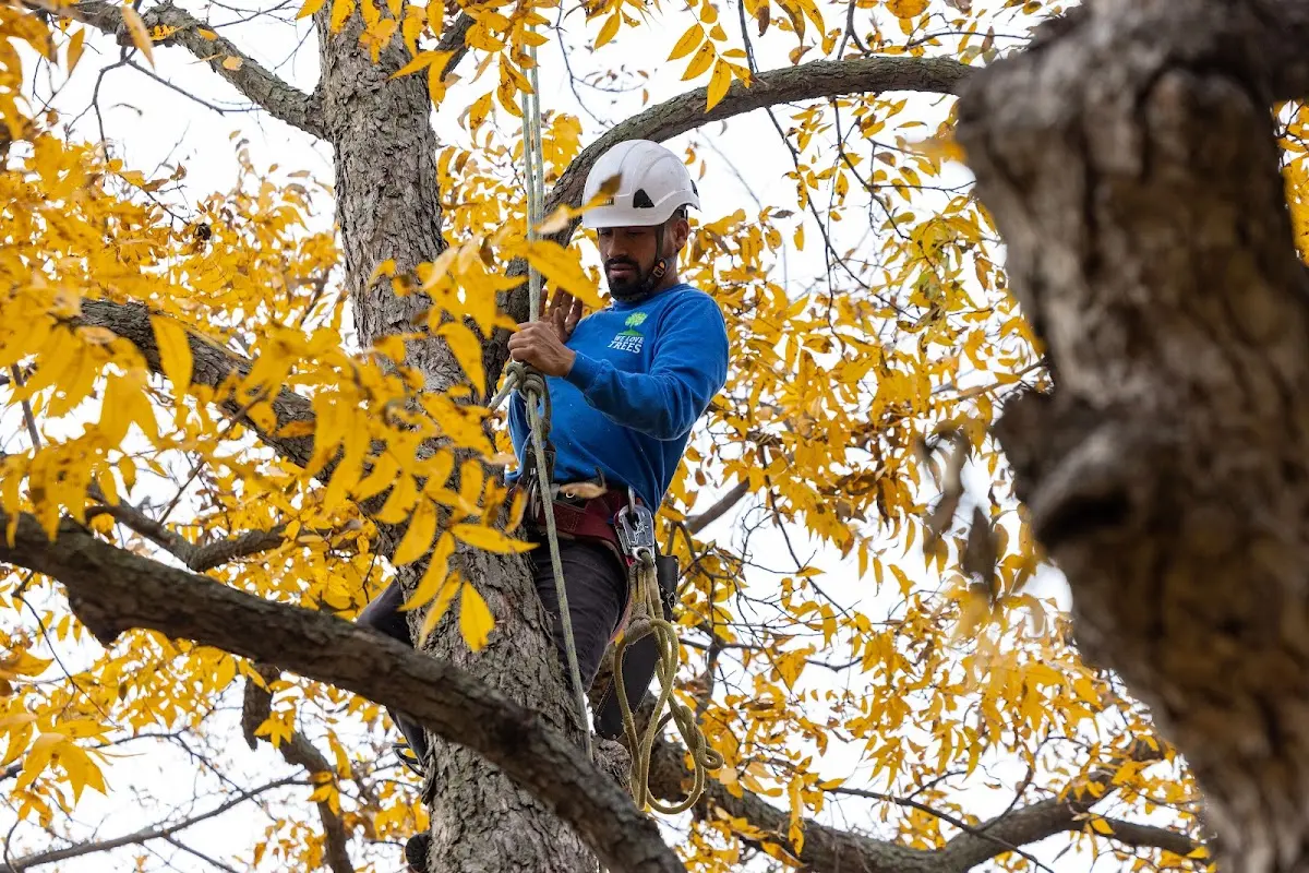 Skilled Tree Pruning crew working in Sheppton